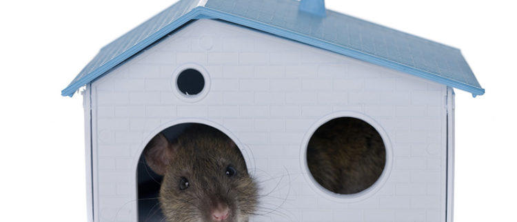 rodent proofing, attic resoration