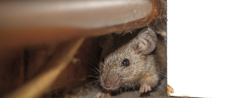 How To Rodent Proof Your Attic Atticare