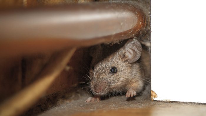 attic cleaning after rodent