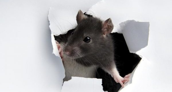 bay area rodent proofing, oakland rodent proofing