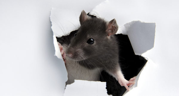 rodent-proofing-your-home